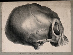 view Skull of a Caribbean person: side view. Lithograph by Engelmann after C.P. Mazer.