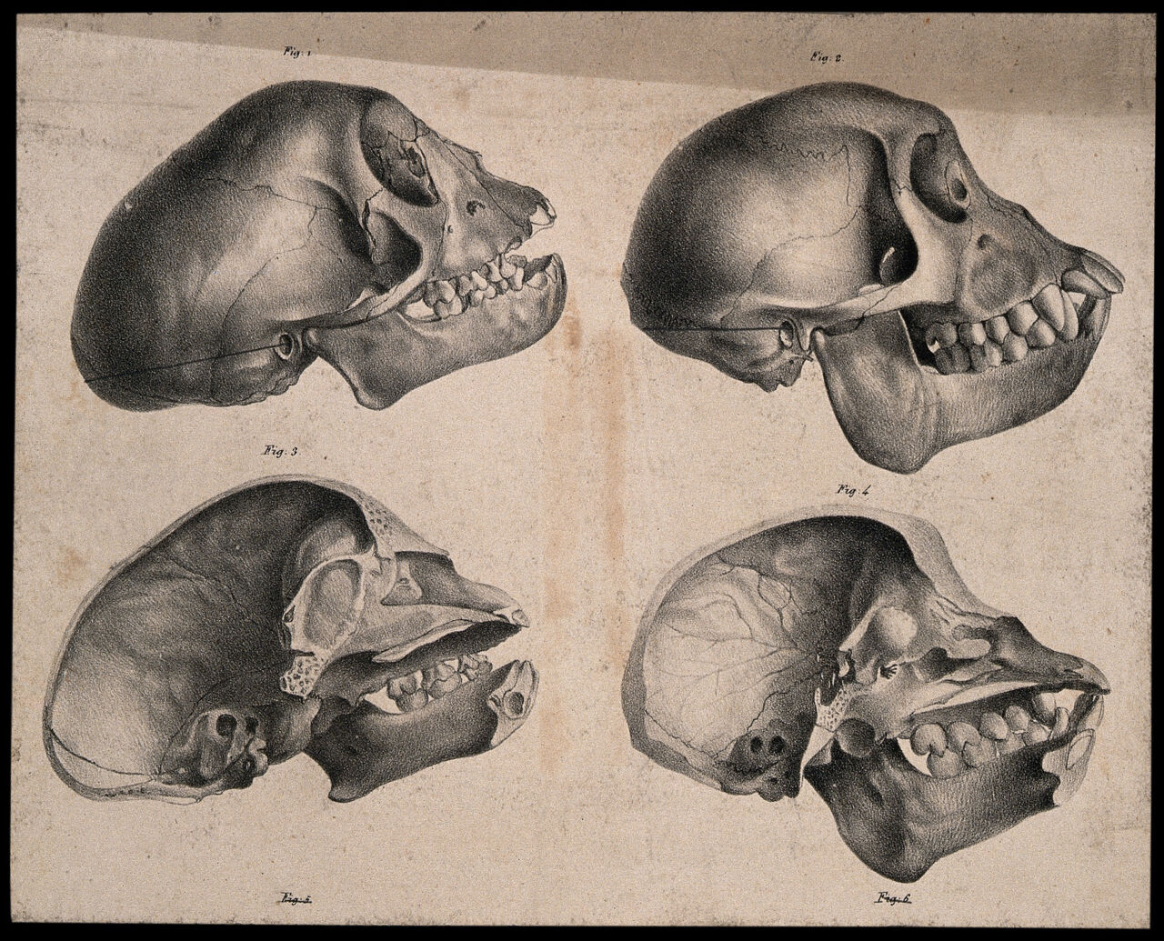 Skulls of male and female Capuchin monkeys, with vertical sections. Lithograph by G. Engelmann after C.P. Mazer, ca 1835., 1835, by Carl Peter Mazér