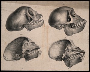 view Skulls of male and female Capuchin monkeys, with vertical sections. Lithograph by G. Engelmann after C.P. Mazer, ca 1835.