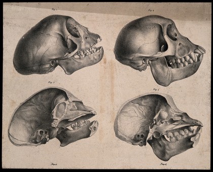 Skulls of male and female Capuchin monkeys, with vertical sections. Lithograph by G. Engelmann after C.P. Mazer, ca 1835.