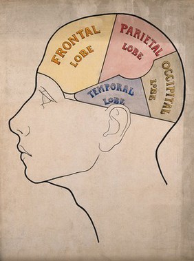Head of "a backward boy" divided into four cerebral lobes: profile. Ink drawing with watercolour, c. 1900.