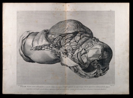 Dissection of the pregnant female abdomen, showing the skin peeled away to reveal the swollen uterus, the diaphragm and the intestines, side view. Copperplate engraving by T. Major after I.V. Rymsdyk, 1774, reprinted 1851.