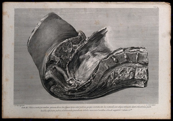 Section through the pelvis of a pregnant woman, showing the spine and part of the uterus: side view. Copperplate engraving by G. Scotin after I.V. Rymsdyk, 1774, reprinted 1851.