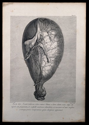 view Dissection of the pregnant uterus and eight months, showing the uterine vessels. Copperplate engraving by Michell after I.V. Rymsdyk, 1774, reprinted 1851.