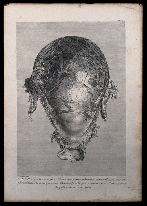 Dissection of the pregnant uterus at eight months, showing the distribution of the larger uterine vessels. Copperplate engraving by Menil after I.V. Rymsdyk, 1774, reprinted 1851.
