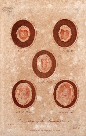 Formation of the human foetus: five figures, showing the development from embryo at conception, to foetus of four months gestation. Colour engraving by J. Pass after D. Dodd, 1794.