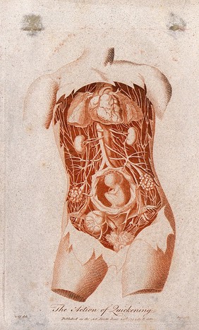 Dissection of the torso of a pregnant woman, showing the internal organs and the foetus. Colour engraving by J. Pass after D. Dodd, 1794.