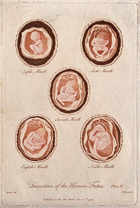 Formation of the human foetus: five figures, showing the development from five months to nine months gestation. Colour engraving, by J. Pass after D. Dodd, 1794.