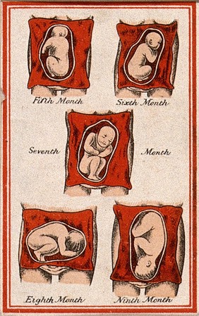 Development of the foetus in the uterus: five figures, from the fifth to the ninth month of gestation. Colour lithograph, 1850/1910?.