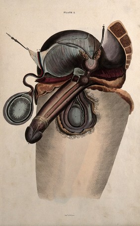 The male reproductive system: section through the pelvis of a man showing the sexual organs. Coloured line engraving by W.H. Lizars, ca. 1827.