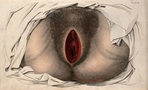 view The female reproductive system, showing an external view of the genitalia. Coloured line engraving by W.H. Lizars, ca. 1827.