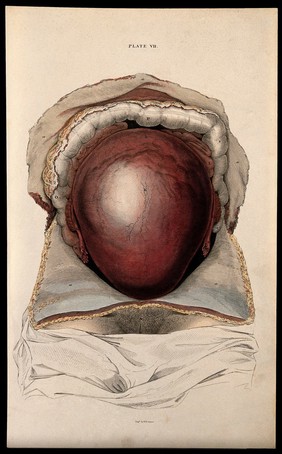 Dissection showing the pregnant uterus. Coloured line engraving by W.H. Lizars, ca. 1827.