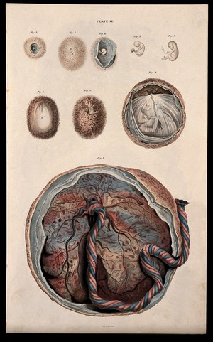 view Dissections showing the development of the foetus, from embryo to the latter stages of pregnancy: Nine figures, including an illustration of the placenta within the uterus, with umbilical cord attached. Coloured line engraving by W.H. Lizars, ca. 1827.