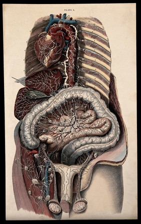 Dissection of the male thorax and abdomen, showing the internal organs, including the heart, liver, intestines and reproductive organs. Coloured line engraving by W.H. Lizars, ca. 1827.