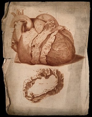 view Semi-dissected heart, lettered for key. Etching, c.1760.