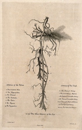 The arteries of the pelvis and leg, lettered for key. Etching by I. Grant after J. Bell, c. 1810 (?).