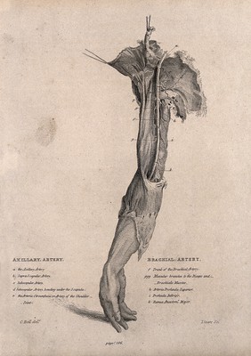A dissected arm, lettered for key. Etching by Lizars after C. Bell, c. 1810 (?).