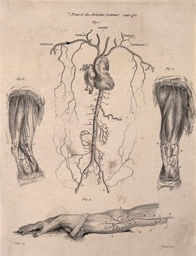 A human heart with surrounding arteries; two dissected legs and a dissected arm, lettered for key. Etching by D. Lizars after J. Bell, c. 1810 (?).