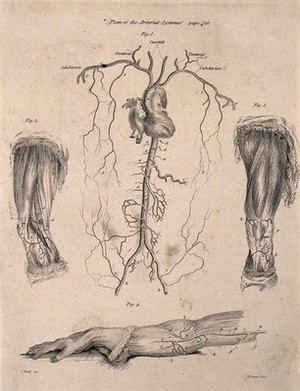 view A human heart with surrounding arteries; two dissected legs and a dissected arm, lettered for key. Etching by D. Lizars after J. Bell, c. 1810 (?).