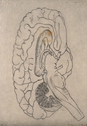 A cross-section of a brain. Drawing on tracing paper.