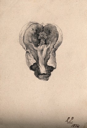 A dissected index finger. Drawing, 1824.