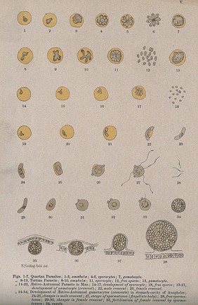 Malaria parasites seen through a microscope. Colour lithograph after R. Fielding-Ould, ca. 1905.