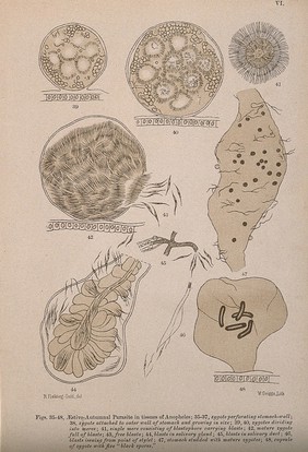 Malaria parasites in the tissues of anopheles mosquitoes, as seen through a microscope. Colour lithograph by W. Griggs after R. Fielding-Ould, ca. 1905.