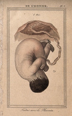 An eight month old foetus, shown attached to the placenta by the umbilical cord. Coloured engraving, 1818.