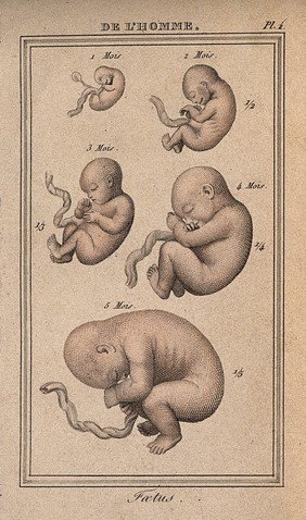 A foetus shown at various stages of development, from one month to five months. Coloured engraving, 1818.