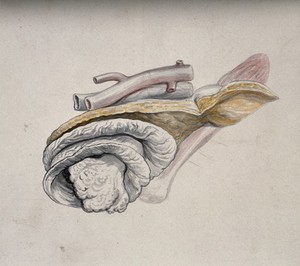 view Dissection of an internal organ. Watercolour, ca. 1850.