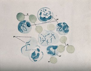 view Cells, as seen under a microscope. Watercolour ca. 1912.