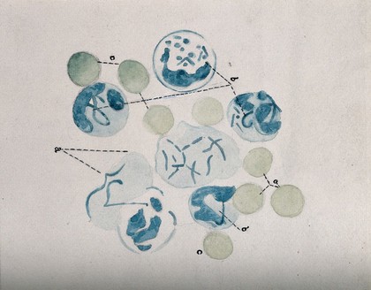 Cells, as seen under a microscope. Watercolour ca. 1912.