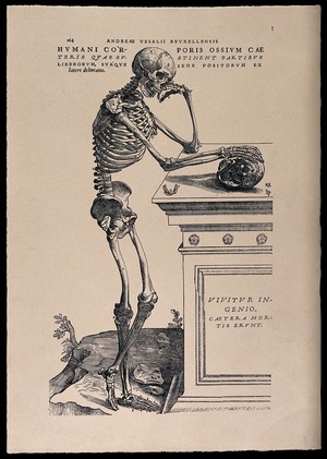 view A skeleton, contemplating a skull: lateral view. Photolithograph, 1940, after a woodcut, 1543.