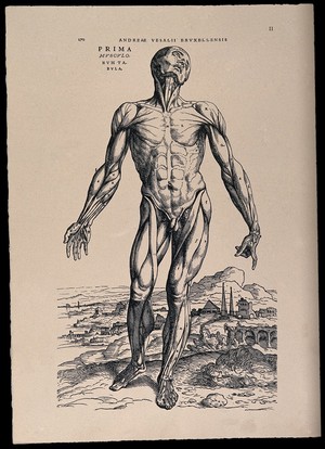 A human skeleton, seen from the front, resting the bones of his lower left  arm on a spade handle. Engraving by D. M. Bonaveri, ca. 1685/1690 after a  woodcut, 1543.