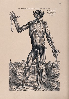 Muscleman, in a landscape, seen from the front. Photolithograph, 1940, after a woodcut, 1543.