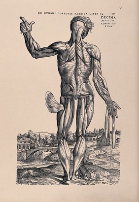 Muscle man, in a landscape, seen from the back. Photolithograph, 1940, after a woodcut, 1543.