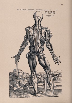 view Muscleman, in a landscape, seen from behind. Photolithograph, 1940, after a woodcut, 1543.