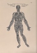 view The human venous system. Photolithograph, 1940, after a woodcut, 1543.