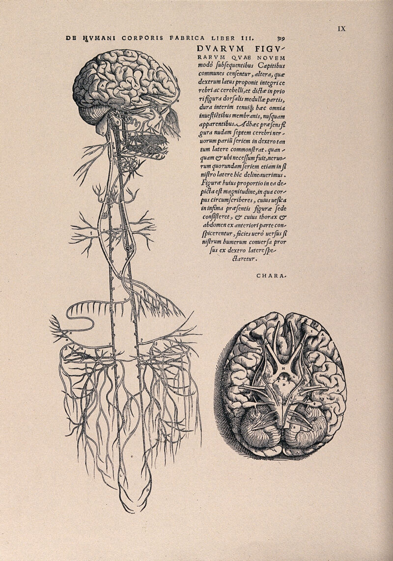 The brain, in right profile with the glossopharyngeal and ... diagram of base 