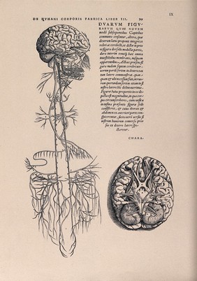 The brain, in right profile with the glossopharyngeal and vagus nerves and, to the right, a view of the base of the brain. Photolithograph, 1940, after a woodcut, 1543.