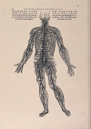 A human skeleton, seen from the front, resting the bones of his lower left  arm on a spade handle. Engraving by D. M. Bonaveri, ca. 1685/1690 after a  woodcut, 1543.