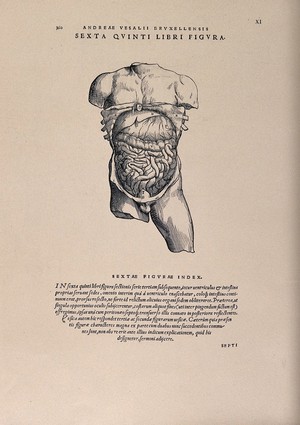 view A torso, dissected to reveal the liver, stomach and intestines. Photolithograph, 1940, after a woodcut, 1543, after A. Vesalius.