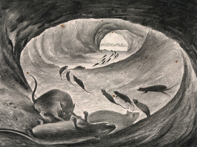 Rats roaming the sewers, some of them dying, heralding the plague. Drawing by A.L. Tarter, 194-.