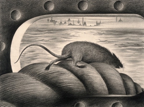 A rat leaving a ship via the mooring rope, thus spreading the plague. Drawing by A.L. Tarter, 194-.