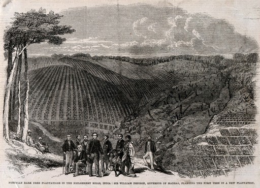Sir W. Denison and others planting the first quinine tree in the Neilgherry hills, India. Wood engraving.