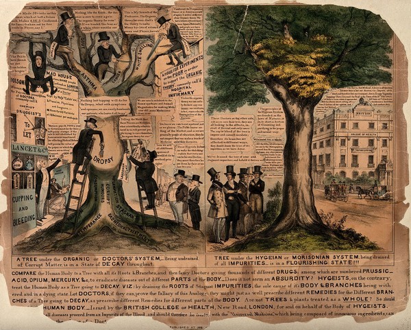 Patient suffering under conventional medicine compared with health via Morisonian alternative medicine; represented by trees, one bloated and dying under the varied administration of conventional doctors and the other drained of impurities and healthy. Coloured lithograph.