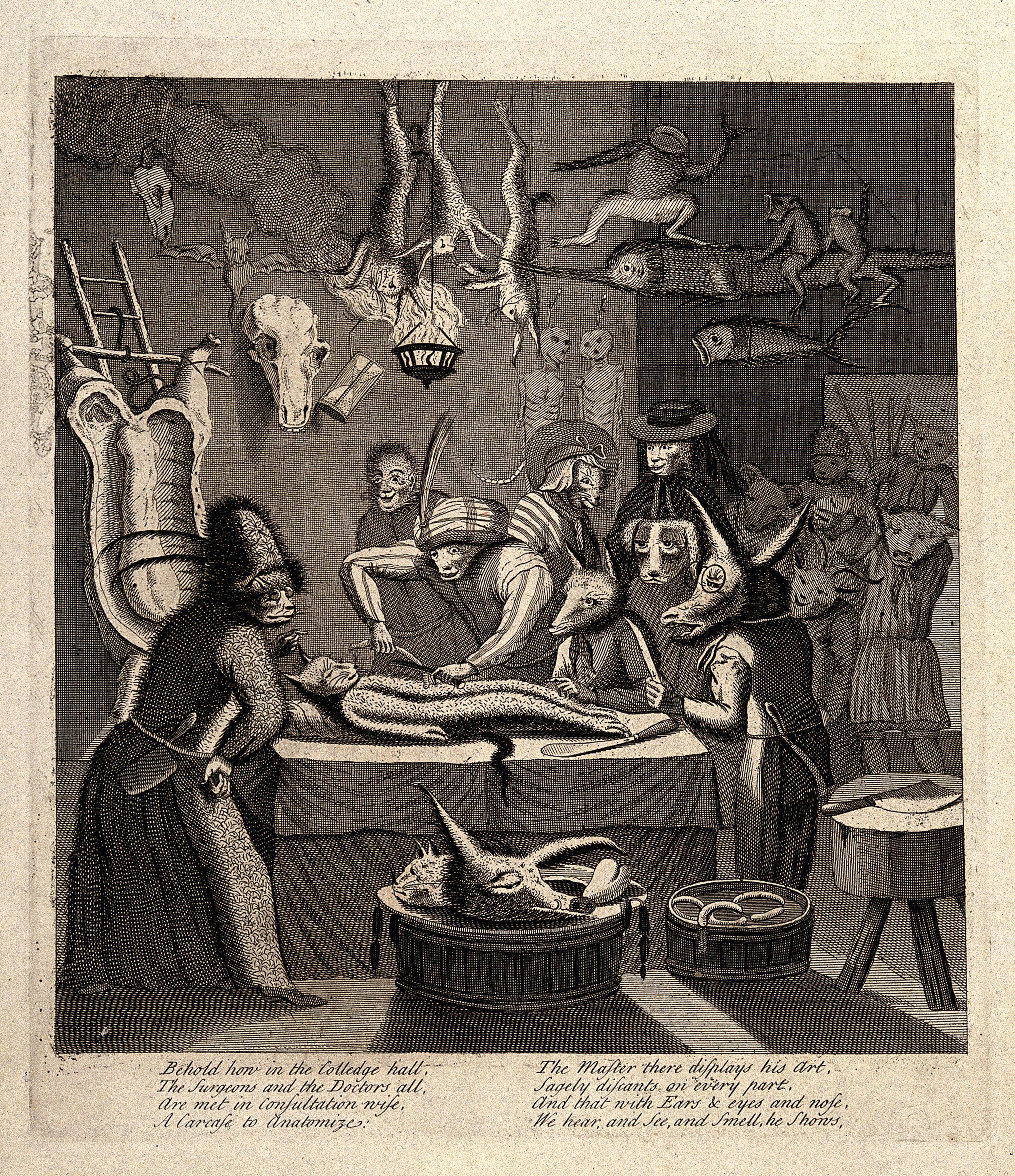 An anatomy lesson in an apothecary shop; represented by anthropomorphic participants. Engraving after Egbert von Heemskerck, ca. 1730-79