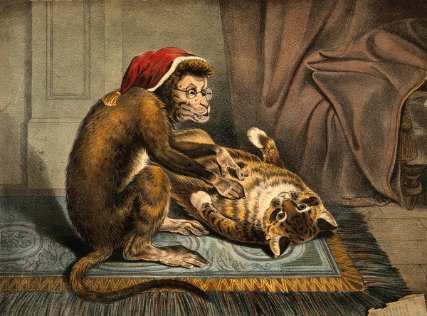 A monkey physician examining a cat patient for fleas. Coloured lithograph.