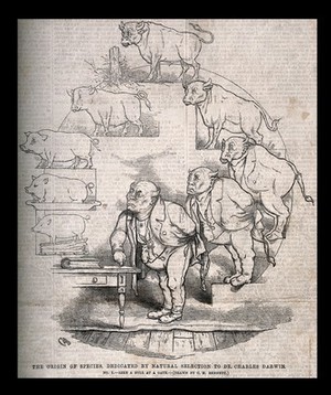 view The evolution of a pig into a bull into an imposing man, and a book into an oven dish; representing Darwin's theories. Wood engraving after C. Bennett, 1863.