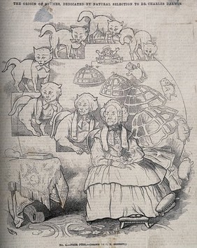 The evolution of a cat into an old woman, and her stool into a dog into a man in a cage into her skirt; representing Darwin's theories. Wood engraving after C. Bennett, 1863.